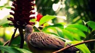 Cute Asian Dove Couple Eating Luch in Tree