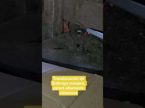 Translocación de serpiente. Bothrops moojeni, yarará en Puerto Piray, Misiones. Argentina.