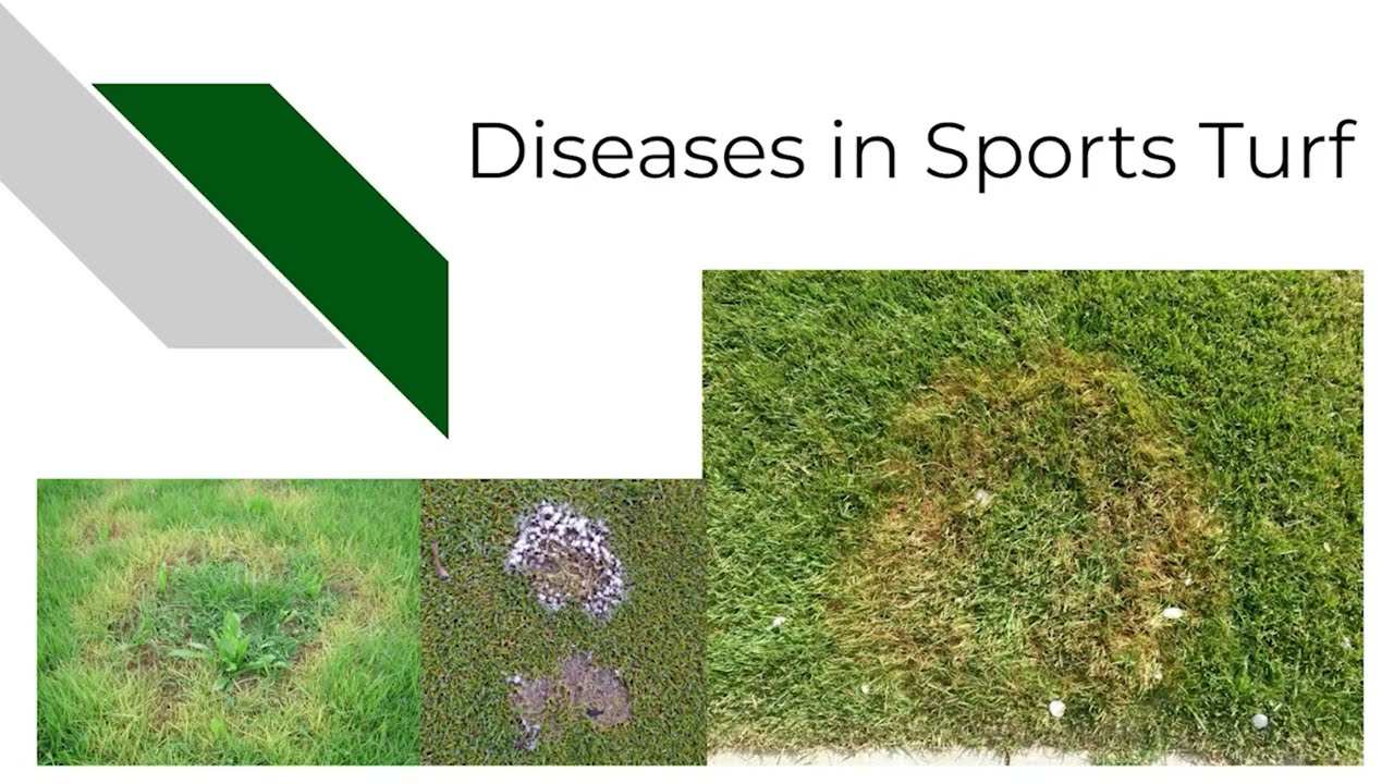 Diseases in Sports Turf - Presentation/Seminar