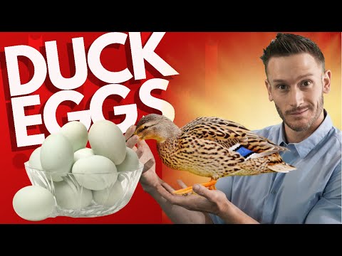 How Legit are Duck Eggs vs Chicken Eggs on Keto?