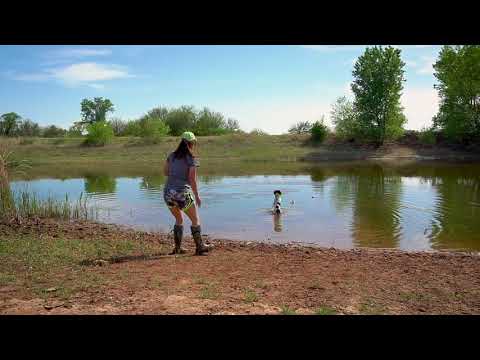 Introducing Your Puppy To Water - Gun Dog Training