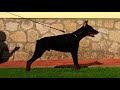 Dobermann - amafu dobermans