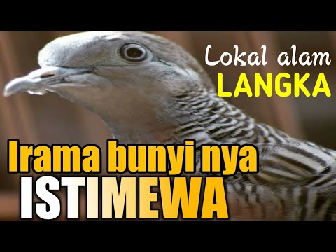 IRAMA PERKUTUT LOKAL SANGAT ISTIMEWA