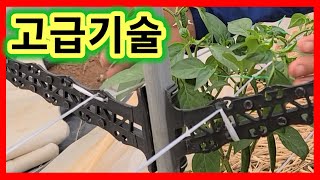 핵꿀팁 고추끈,줄만 잘해줘도 고추2배이상 달리고  고추키를 내맘대로~고추끈,줄쉽게 매는법,치는법,띄우는법 고…