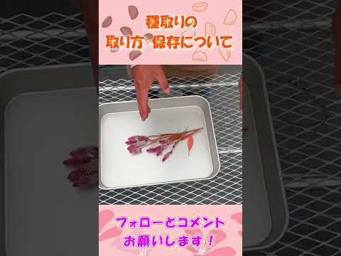 園芸 サイダーガムの木、ガンガムの木