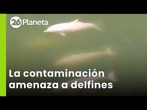 🐬 La CONTAMINACIÓN en el AMAZONAS amenaza a los DELFINES rosados | #26Planeta