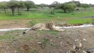 Animal fights | Lions attacks fail | Animal to Death Lion vs Tiger Real Fight in Jungle I HOT Battle