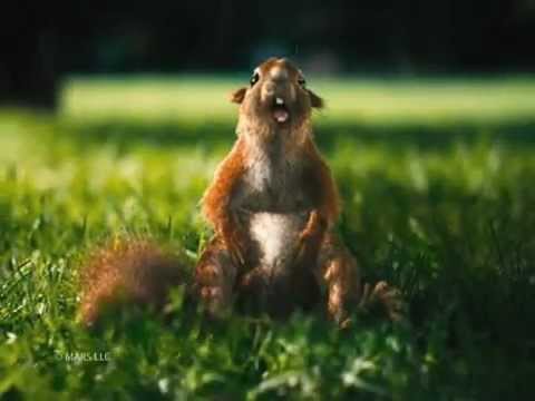 Snickers - Eichhörnchen