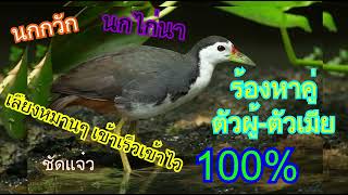 Download lagu เสียงต่อนกกวัก ต่อนกไก่นา เข้าเร็ว เสียงหมานๆ 100% ตัวผู้   ตัวเมีย ได้ทั้งกลางคืน และ กลางววัน, mp3