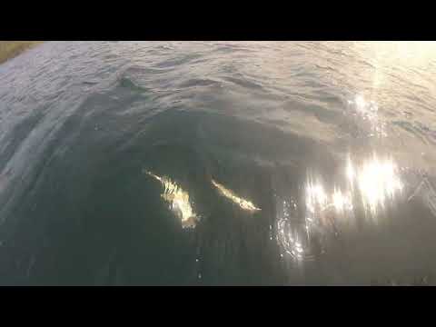 Norwegen 🇳🇴 Spangereid Angeln 2022 Kabeljau Dorsch