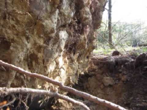 Flûte Chamanique - Sous les racines d'un arbre - 16 avril 2017