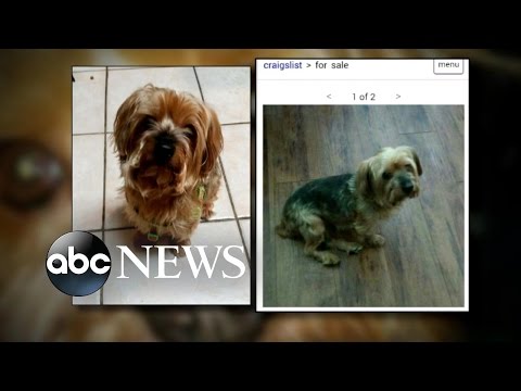 Craigslist Scam Allows Thieves to Get Away With Selling Stolen Dogs