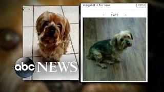 Craigslist Scam Allows Thieves to Get Away With Selling Stolen Dogs