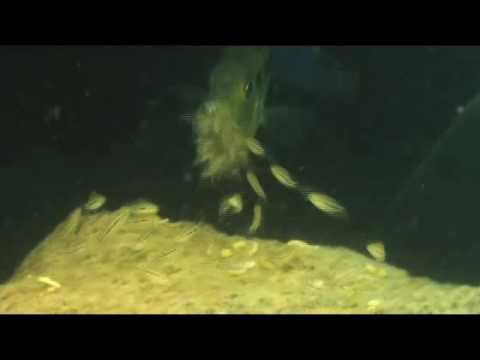 Mouth Brooding Of Cichlid Fish