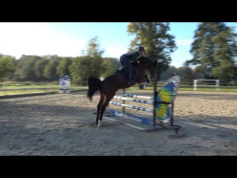 Zircon Blue, Holsteiner, Hengst v. Zirocco Blue - Corrado I, * 2019