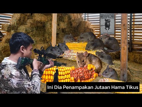 GAK NYANGKA! BERBURU TIKUS HAMA SEBANYAK INI || SATU DESA PANEN TIKUS