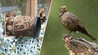 Bird Photography - Why You Should Definitely Shoot in the RAIN