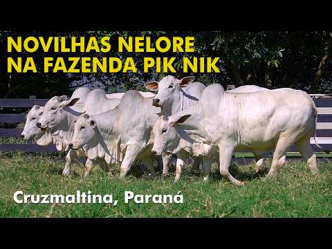 NOVILHAS NELORE PO NA FAZENDA PIK NIK EM CRUZMALTINA, PARANÁ