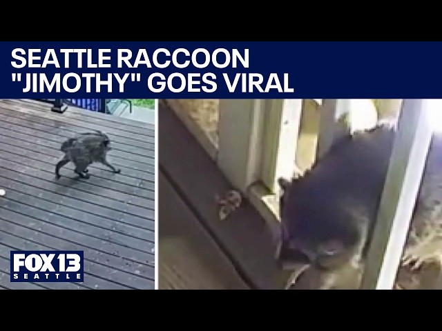 Vídeo relacionado con Jimothy Funny, del Equipo de Raccoon Seattle Sudadera