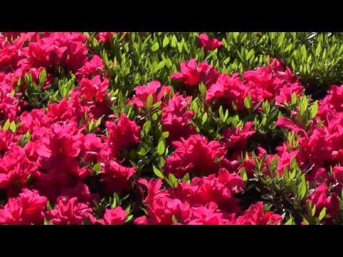 Bonsai Ausstellung Bonn 1