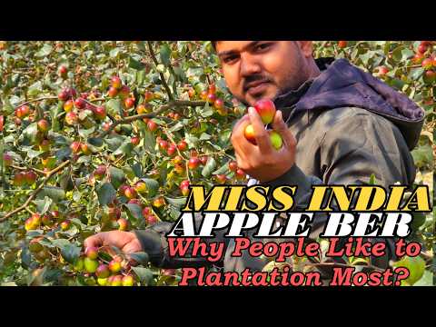 Miss India Apple Ber Farming & Marketing: Why This Variety Dominates the Mandi!