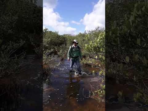 COCODRILEANDO en la Ciénaga de Zapata.
