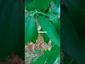 Mausam Bhi Rang Badalte H Song Nature Video Whatsapp Status Shortsvideo Viral Tryskytouch