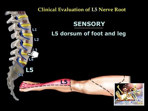 Neurological Evaluation of the Lumbar Nerve Roots – Dr. Nabil Ebraheim