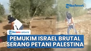Petani Palestina Jadi Korban Serangan Brutal Pemukim Israel: Penembakan hingga Gas Air Mata