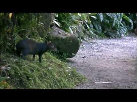 Aguti červenochrbtý (Dasyprocta leporina) — wilderness Dominica