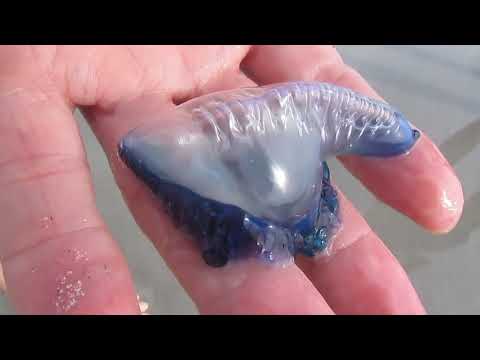 Blue bottle jellyfish. DONT PICK UP, read description for info