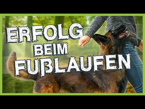 So bringst du deinem Hund das Fuß laufen bei – die ersten Schritte zum Erfolg