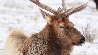 The American Serengeti