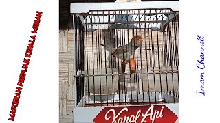 Download lagu Suara Pikat Prenjak Kepala Merah Terbukti Joss Anti Zonk mp3
