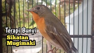 Download lagu SIKATAN MUGIMAKI TROTOL Ngriwik Gacor UNTUK TERAPI BUNYI mp3