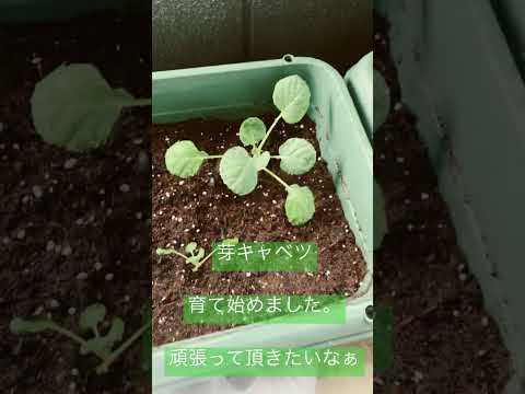 芽キャベツ、Brassica oleracea var.ゲミフェラ