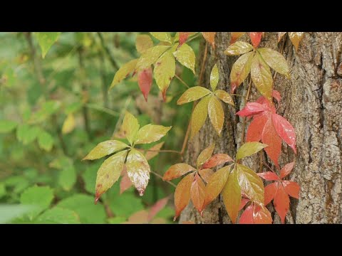Lá khóc trên cây - Dzoãn Minh