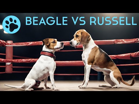 Jack Russell vs. Beagle - Which One Should You Choose
