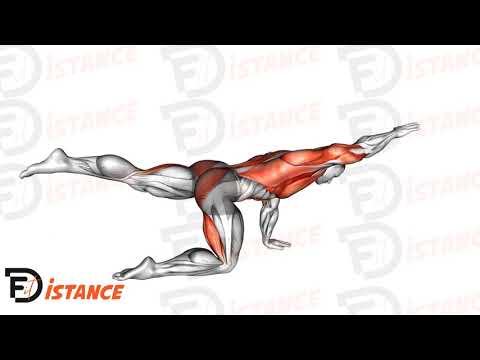 Exercice Extension de l'ours (bear extension)