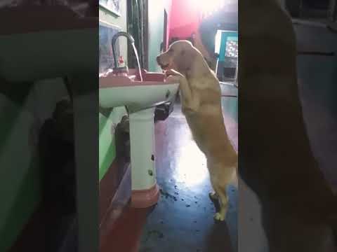 #goldenretriever #trending #viral #doglover #shorts #whatsapp_status #trendingshorts #subscribe