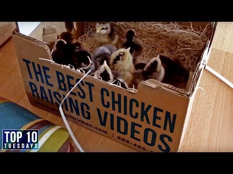 The Best CHICKEN RAISING VIDEOS for Beginners | Top 10 Tuesdays Video