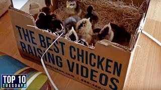 The Best CHICKEN RAISING VIDEOS for Beginners | Top 10 Tuesdays