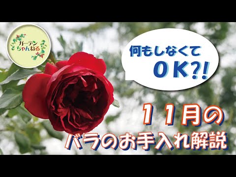 園芸 砂漠のバラの越冬に成功
