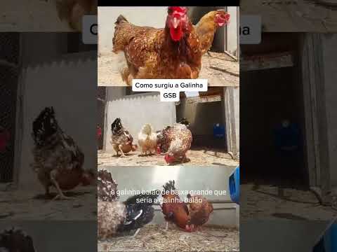 Galinha GSB Espécie e Origem Baiana Baixa Grande Bahia