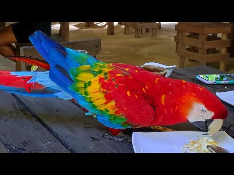 puerta del bosque en doncello caquetá Colombia 🇨🇴✈️ la mejor gastronomía y la naturaleza más bonita💚