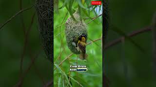 Download lagu Weaver Bird: The Tiny Genius That Builds Amazing Nests mp3
