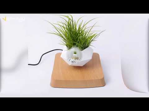 Chậu Cây Lơ Lửng Levitating Plant - Sáng tạo trong việc chăm sóc cây trong nhà