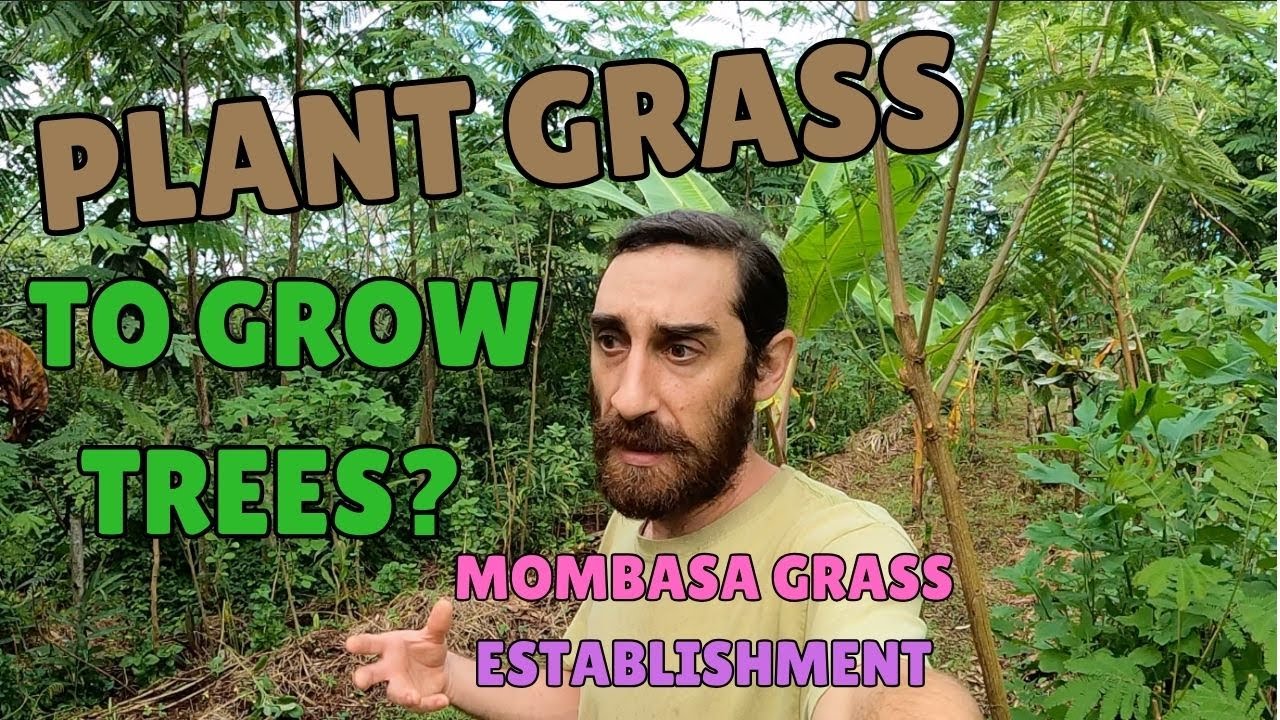 Mombasa Grass Establishment!
