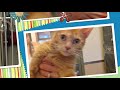 Miss Merida Orange Tabby Shelter Cat Needs A HOME