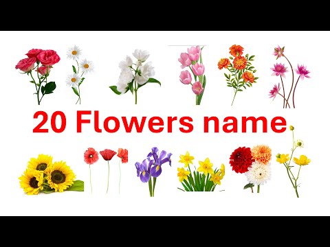 Flowers name | 20 Flowers name | flowers name in english with pictures | flowers name for kids